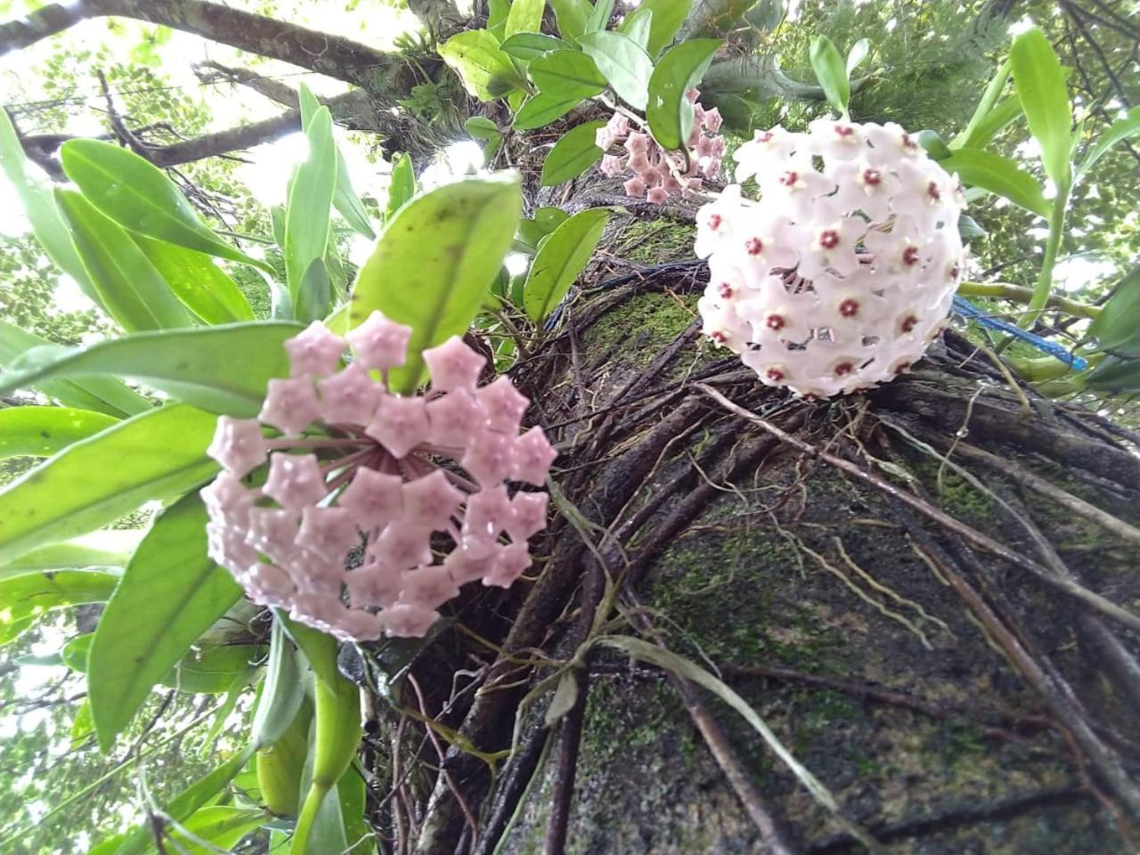 Estacao Paraiso Chale بيرتيوغا المظهر الخارجي الصورة